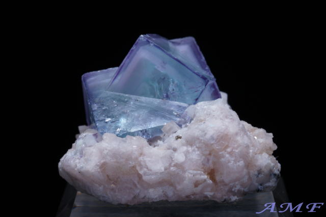 �����E���I�K���V�����z�R�i�|�[�Z�����|�P�b�g�j�Y�t���[���C�g���Y��ȕW�{11