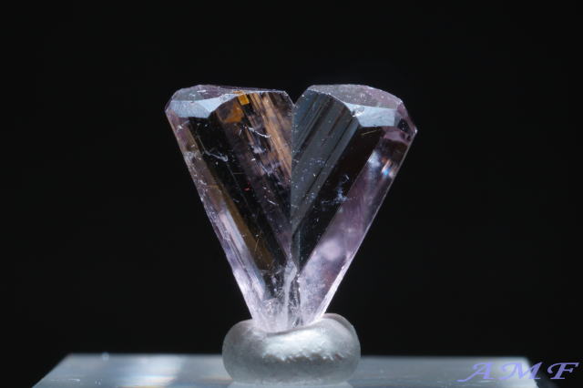 �g���R�Y�_�C�A�X�|�A���Y��ȕW�{21