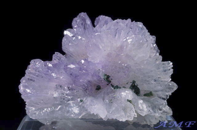 �u���W���Y�t�����[�A���V�X�g�̔������W�{�R�P