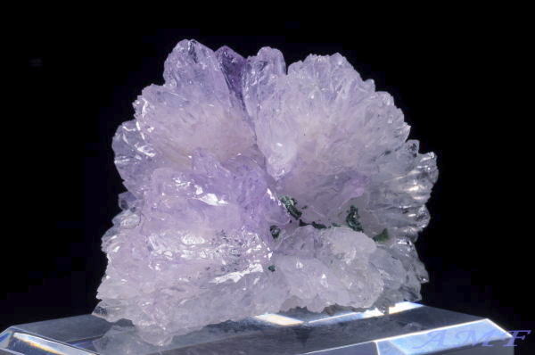 �u���W���Y�t�����[�A���V�X�g�̔������W�{12