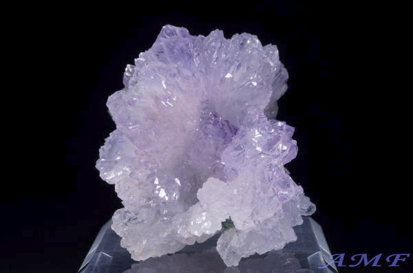 �u���W���Y�t�����[�A���V�X�g�̔������W�{13