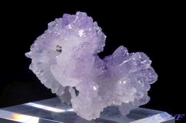 �u���W���Y�t�����[�A���V�X�g�̔������W�{14