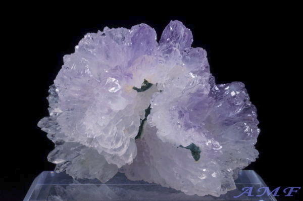 �u���W���Y�t�����[�A���V�X�g�̔������W�{15