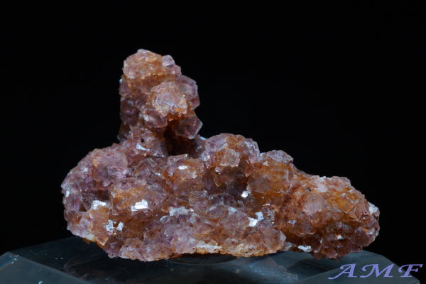 �C�^���A�E�����o���f�B�A�B�Y�t���[���C�g���Y��ȕW�{12