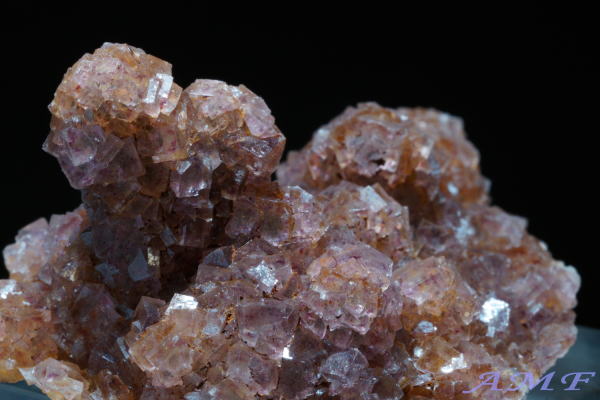 �C�^���A�E�����o���f�B�A�B�Y�t���[���C�g���Y��ȕW�{12