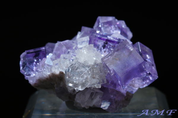 �X�y�C���E�A�X�g�D���A�X�B�Y�p�[�v���t���[���C�g���Y��ȕW�{83